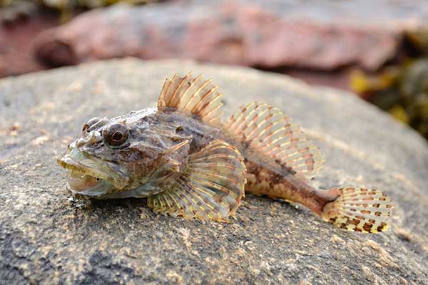 Kur diabeł (Myoxocephalus scorpius)