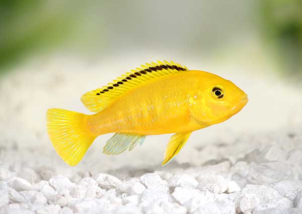 (Labidochromis caeruleus)
