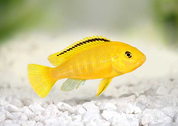  (Labidochromis caeruleus)