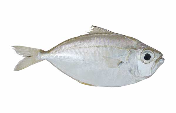 (Leiognathus equulus)
