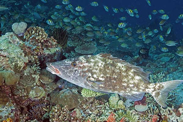 (Lethrinus olivaceus)