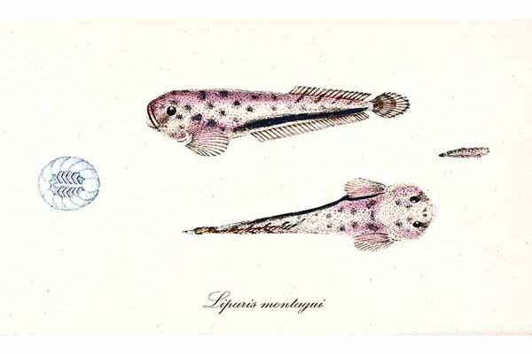 (Liparis montagui)