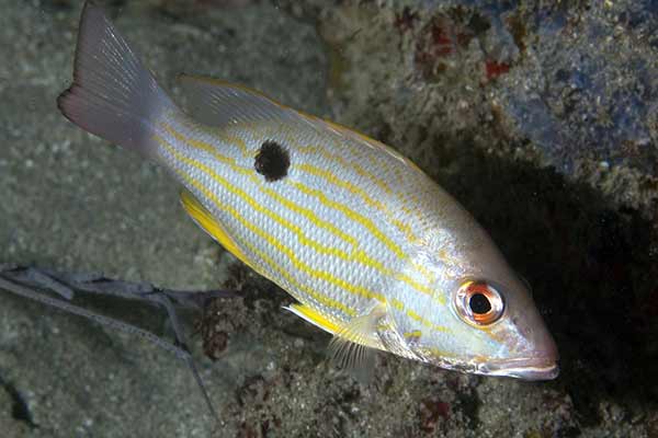 Lucjan smugowy (Lutjanus synagris)