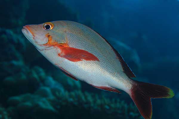 (Lutjanus gibbus)