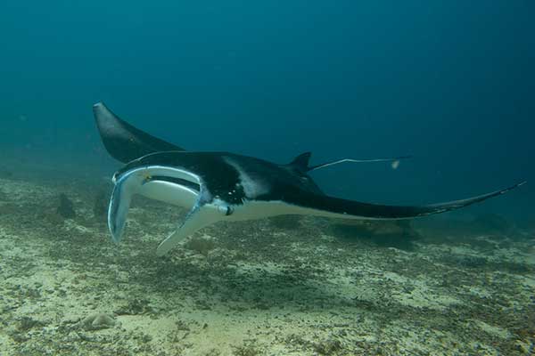 Manta, diabeł morski (Manta birostris)