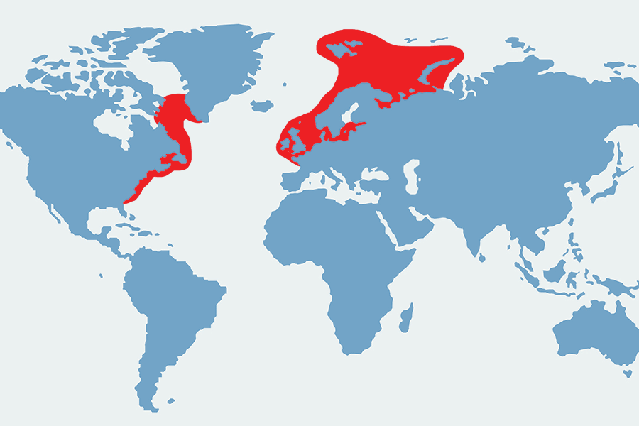 śledź - mapa