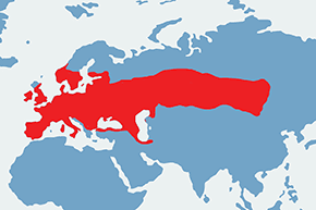 Lin - mapa występowania na świecie