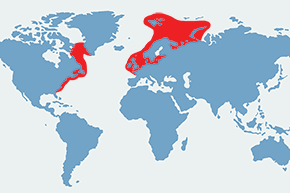 Śledź - mapa występowania na świecie