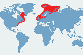 Śledź – mapa występowania na świecie