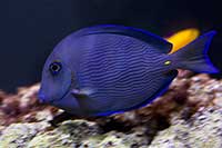 Acanthurus coeruleus