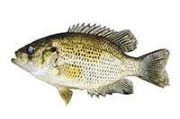 Ambloplites rupestris