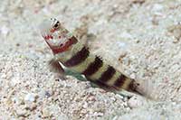 Amblyeleotris wheeleri