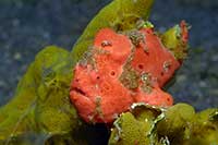 Antennarius pictus