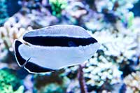 Apolemichthys arcuatus