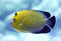 Apolemichthys xanthopunctatus