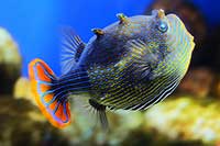 Samiec Aracana ornata