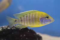 Aulonocara baenschi