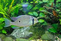 Biotodoma wavrini