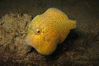 Brachaluteres jacksonianus