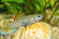 Brachyrhaphis roseni