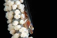 Bryaninops yongei