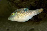 ikona