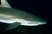 Carcharhinus amblyrhynchos