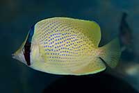 Chaetodon citrinellus