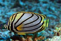 Chaetodon meyeri