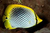 Chaetodon ocellicaudus