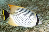 Chaetodon trifascialis