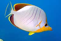 Chaetodon xanthocephalus