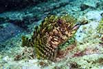 Chironemidae