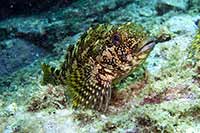 Chironemus marmoratus