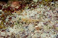 Coryphopterus eidolon