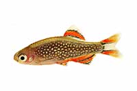 Danio margaritatus