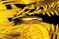 Discotrema monogrammum