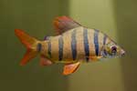 Distichodontidae