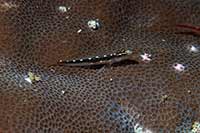 Eviota sebreei
