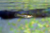 Samiec Gambusia holbrooki