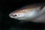 Ginglymostomatidae