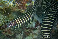 Murena zebra