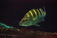 Haemulon sexfasciatum