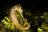 Hippocampus histrix