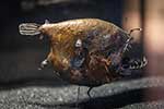 Linophrynidae