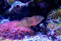 Macropharyngodon ornatus
