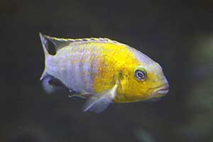 Maylandia hajomaylandi