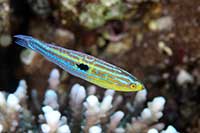 Minilabrus striatus