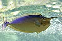 Naso annulatus
