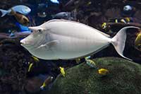 Naso brachycentron